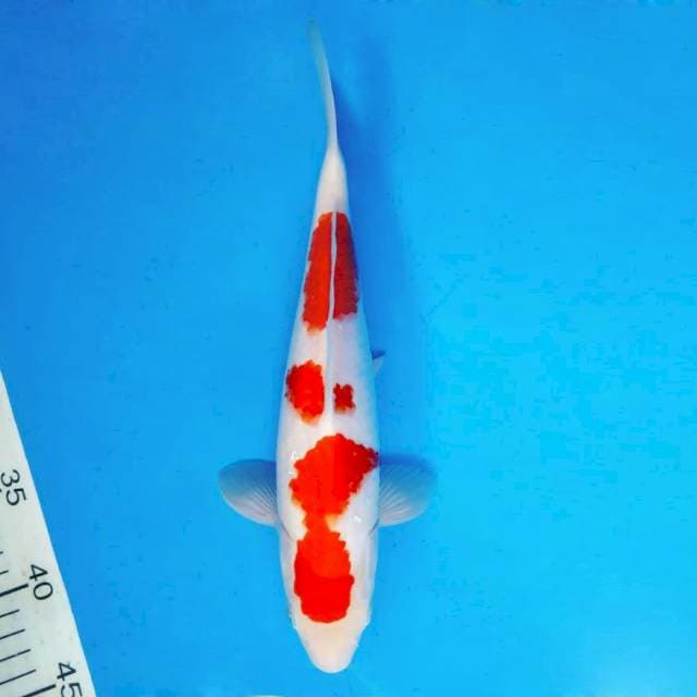 IWOJIMA 3 ~ Kohaku ™