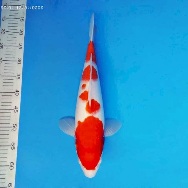 IWOJIMA 6 ~ Kohaku ™