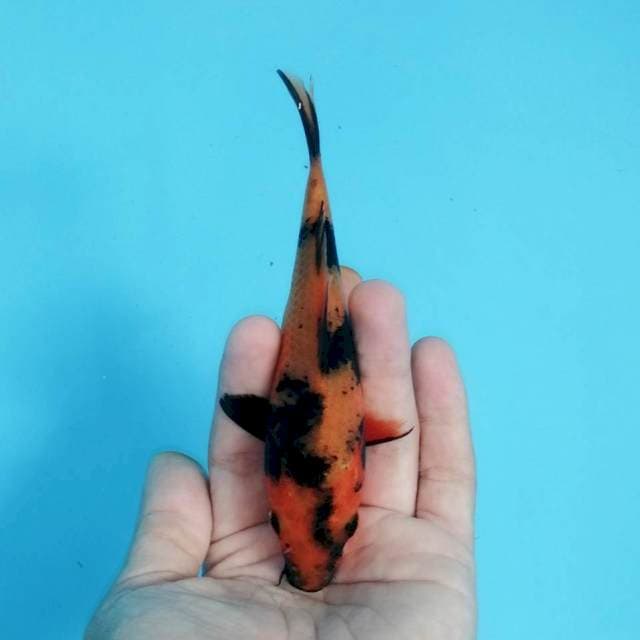 * COPPER 2 * ### HI UTSURI