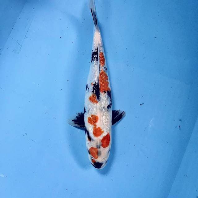 Showa Ginrin, 32 cm