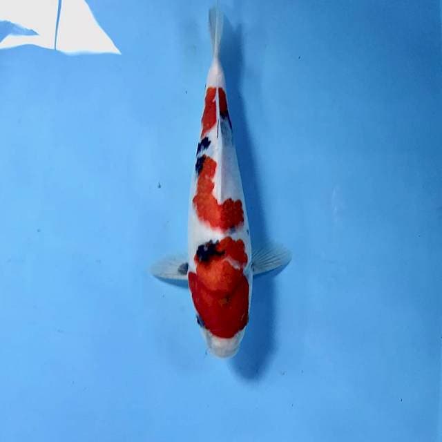 Showa, 26 cm