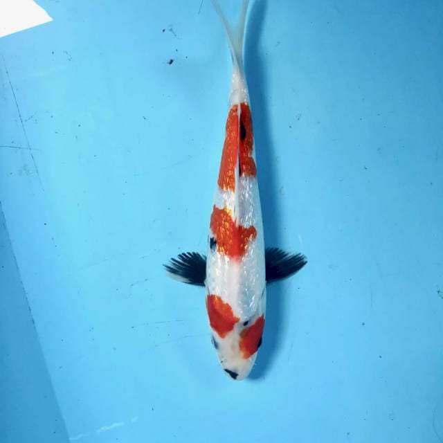 Showa Ginrin, 26 cm