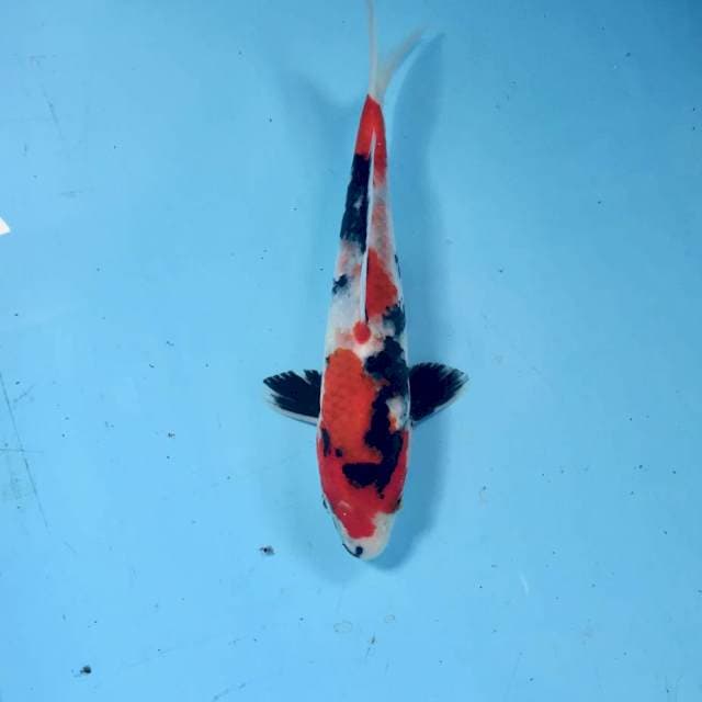 Showa, 22 cm