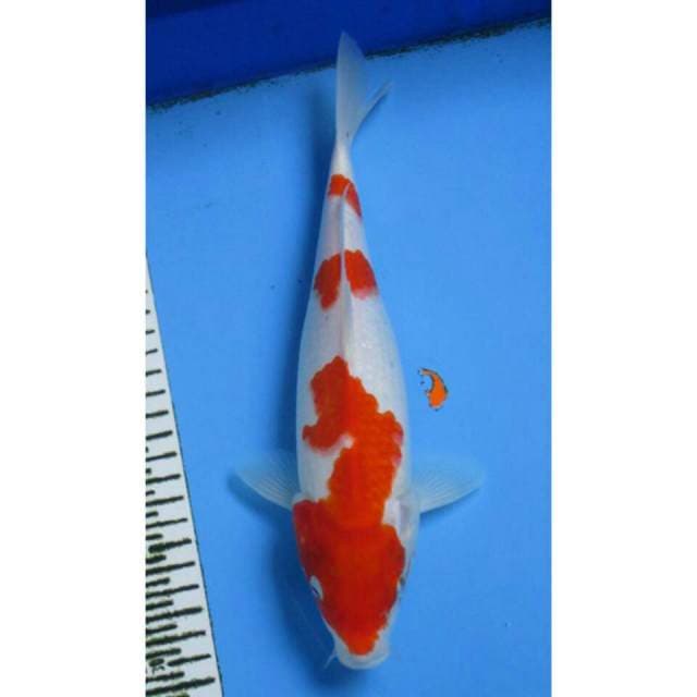KOHAKU 3 STEP 29CM