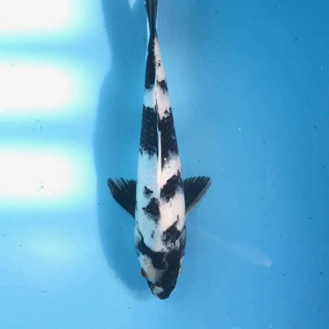 Shiro, 29 cm