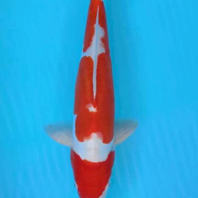 Kohaku doi 36cm