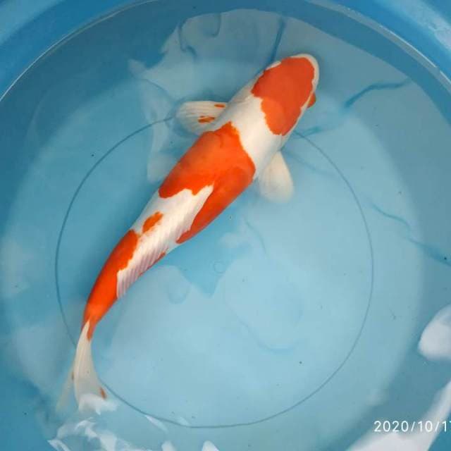 Kiko 35 cm