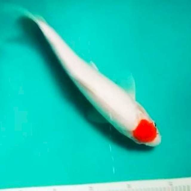 Tancho 19cm
