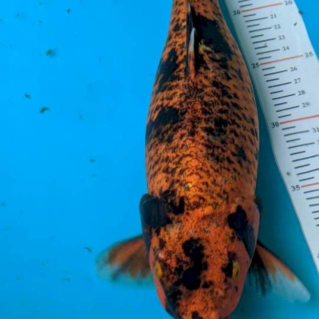 Khawarimono 39cm