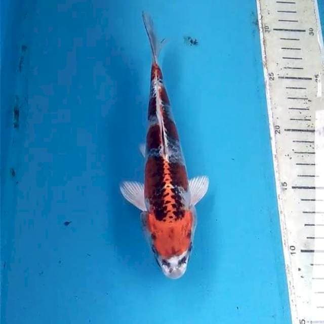 Beni Gingga 20cm 