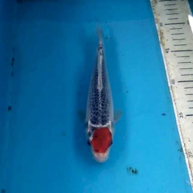 Tancho Goshiki 20cm