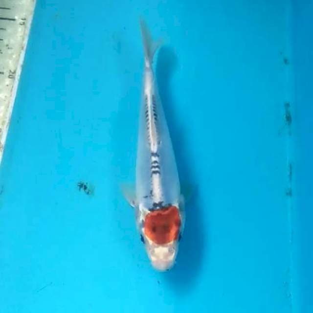 Tanchoo 19cm