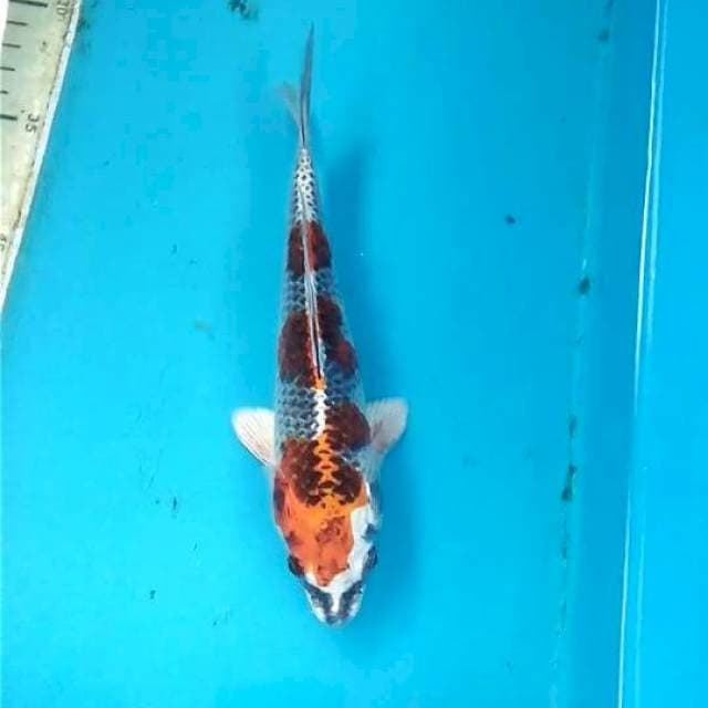 Beni Gingga 21cm