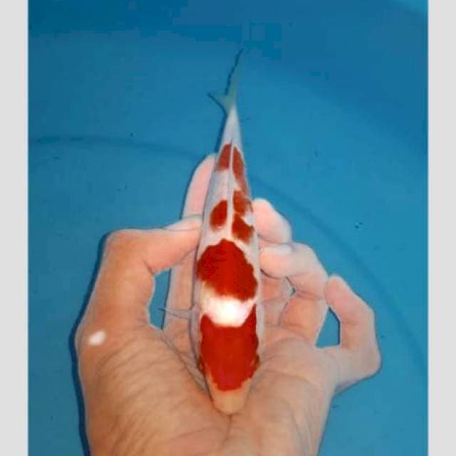 Kohaku Demon👿  20bu