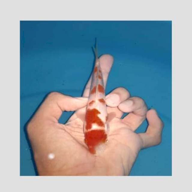 Kohaku puzzel 15cm
