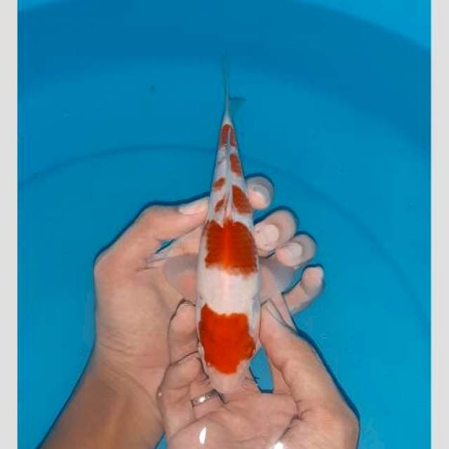 Kohaku maruten 25bu