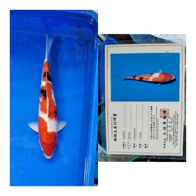 Showa MARUSEI