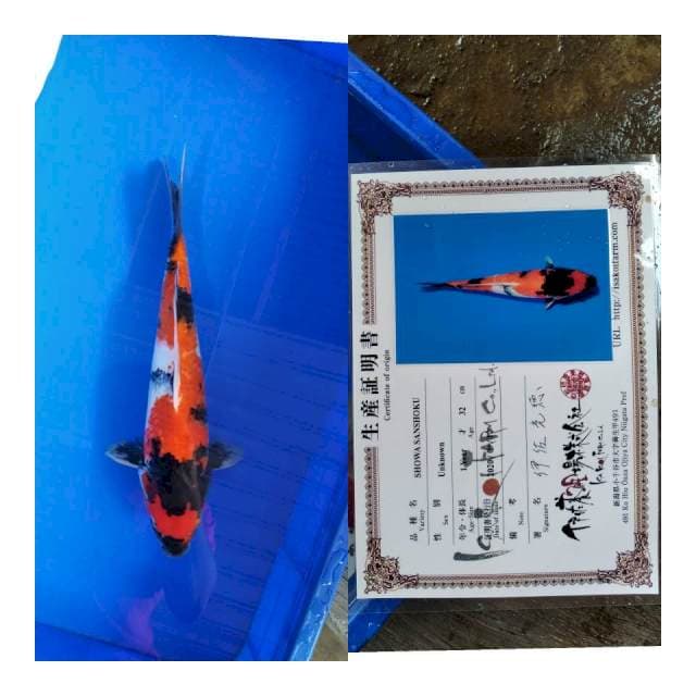 Showa ISA koi farm