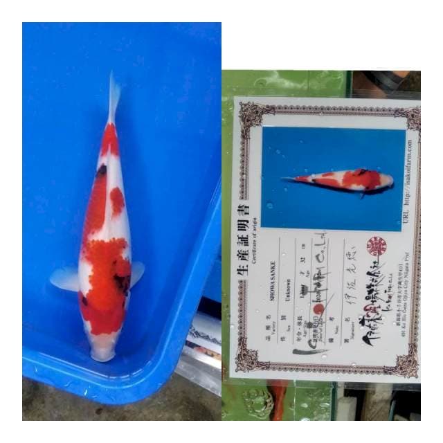 Showa ISA koi farm