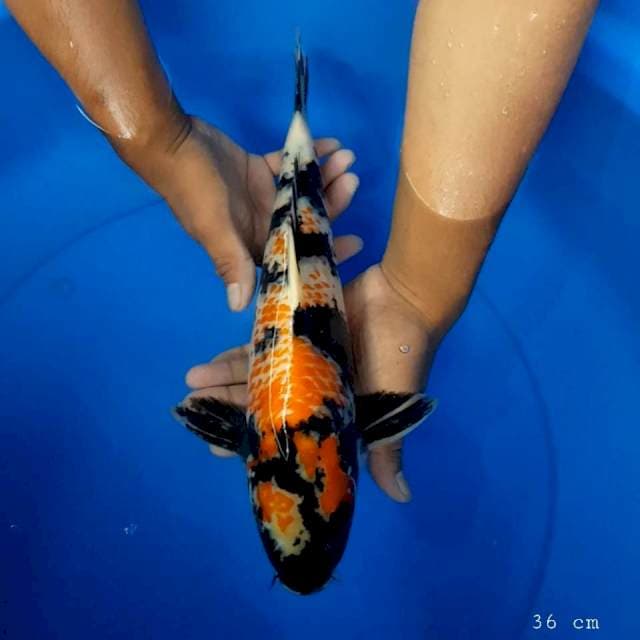 Kanoko showa 36 cm