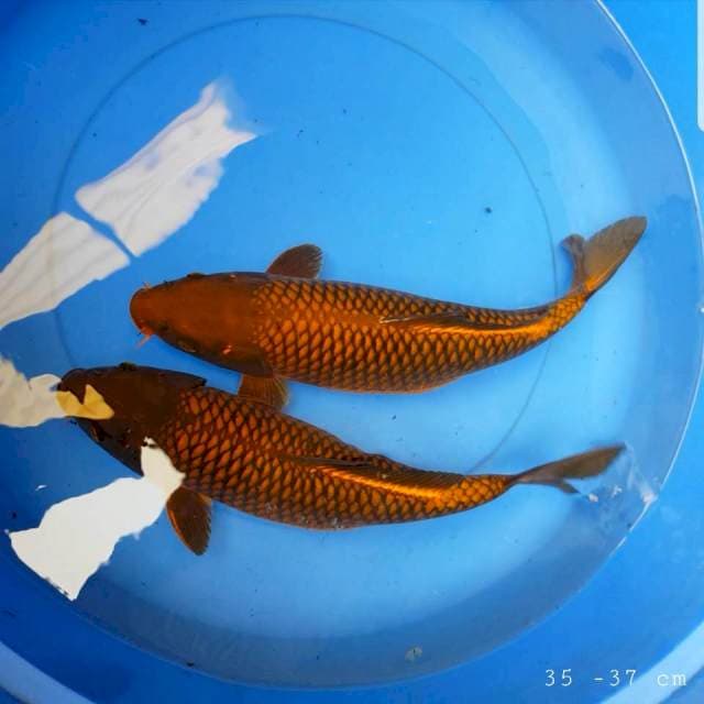 Paket 2 ekor cagoi 35 -37 cm