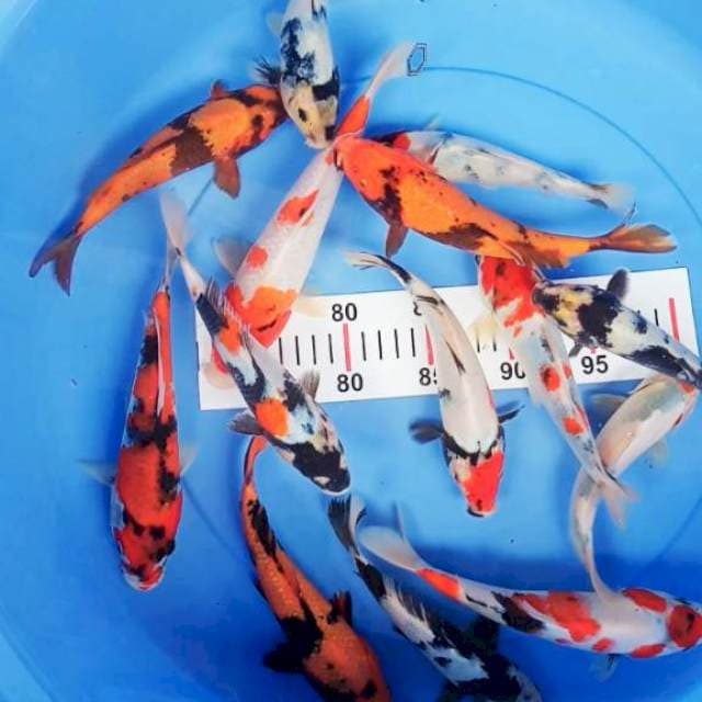 paket mix 17-24cm 14ekor