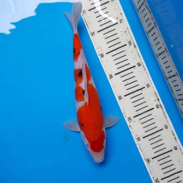 Sanke 31cm