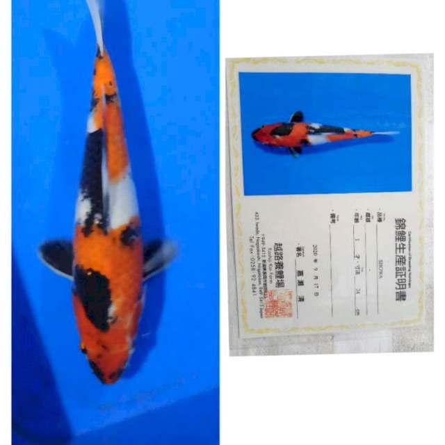 Showa Import Serti Koshiji 