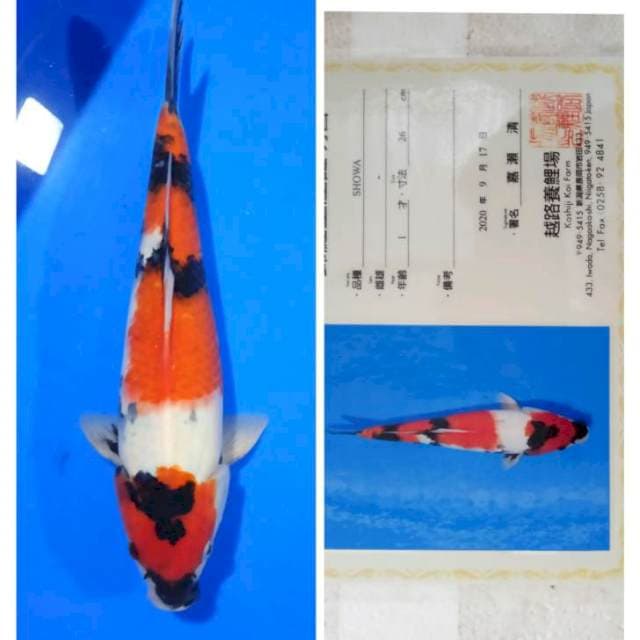 Showa Import Serti Koshiji