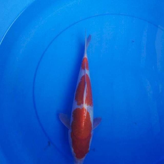 Sandan kohaku  