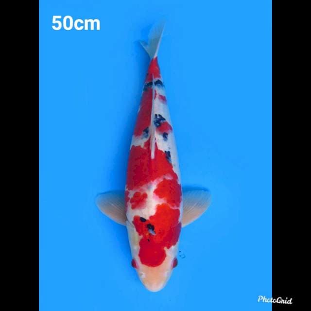 50cm Male ,Jumbo ! F1 Red Sanke