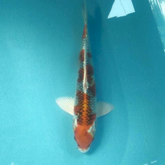 Kujaku, male 35 cm