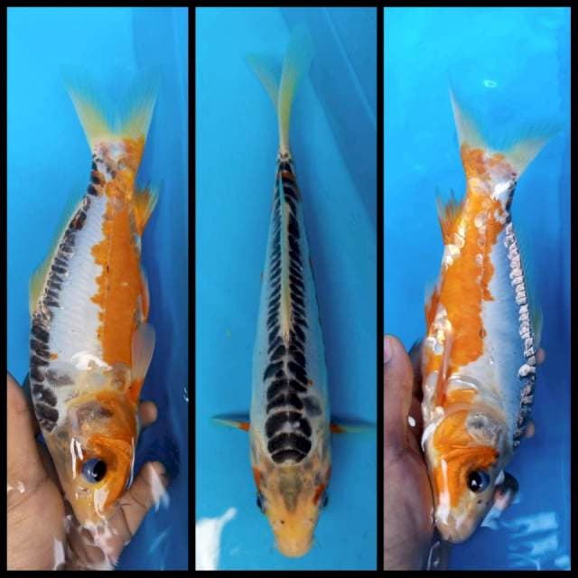 Shusui motoaka seimbang