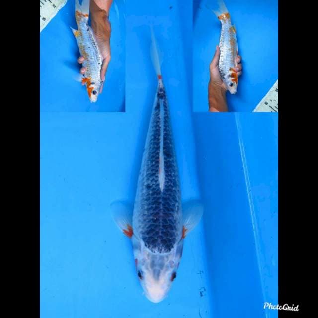 28cm male , Asagi