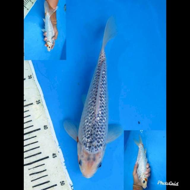28cm Male , Asagi Full Ginrin
