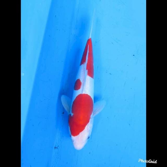 26cm male , Kohaku Doitsu Murni