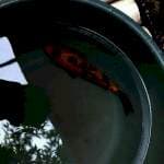 Hi Utsuri