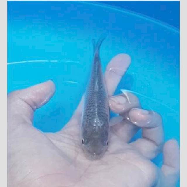 Soragoi super grey 15cm