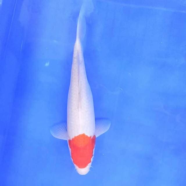 Tancho original / 30 cm