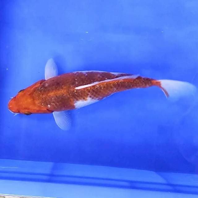 goromo / 27 cm