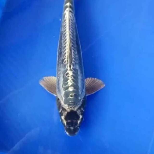 Kiko kuryu