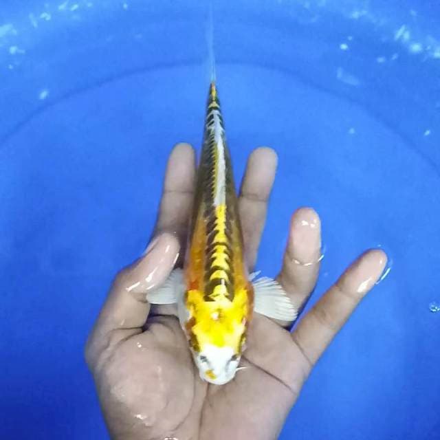 kujaku doitsu / 20 cm