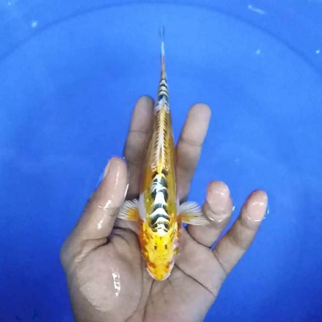 kujaku doitsu / 18 cm