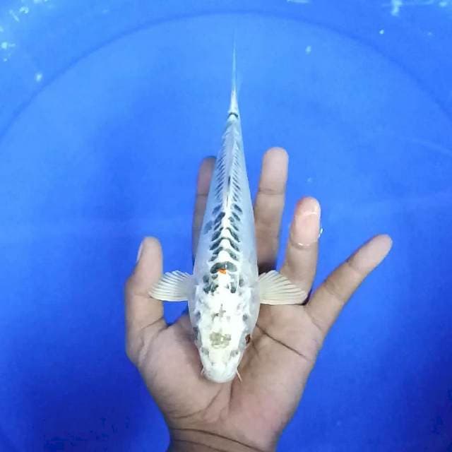 kujaku doitsu / 23 cm