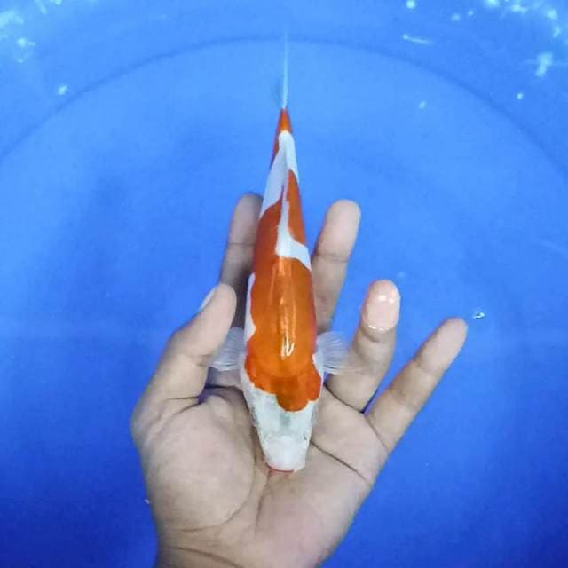 doitsu / 21 cm
