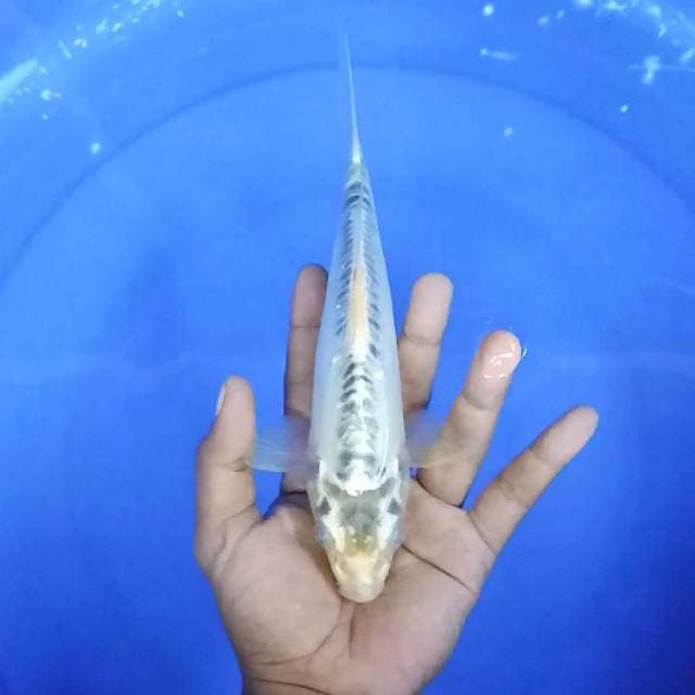 doitsu / 23 cm