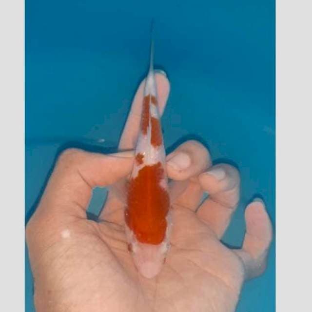 Kohaku cakep 15cm