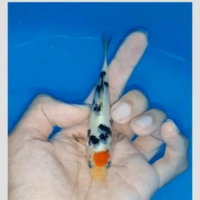 Tancho original 15bu
