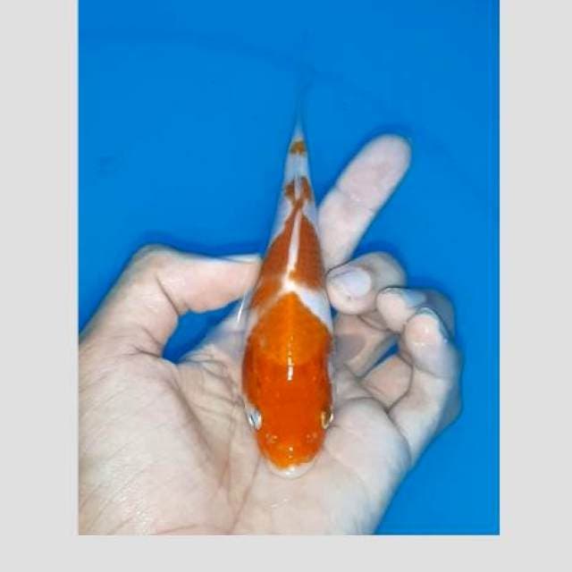 Kohaku 20bu lumayan