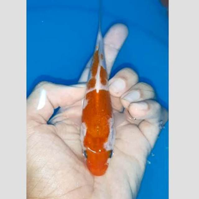 Ai goromo keren 20bu